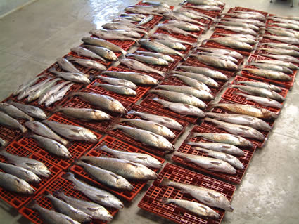 CORVINA 09.jpg